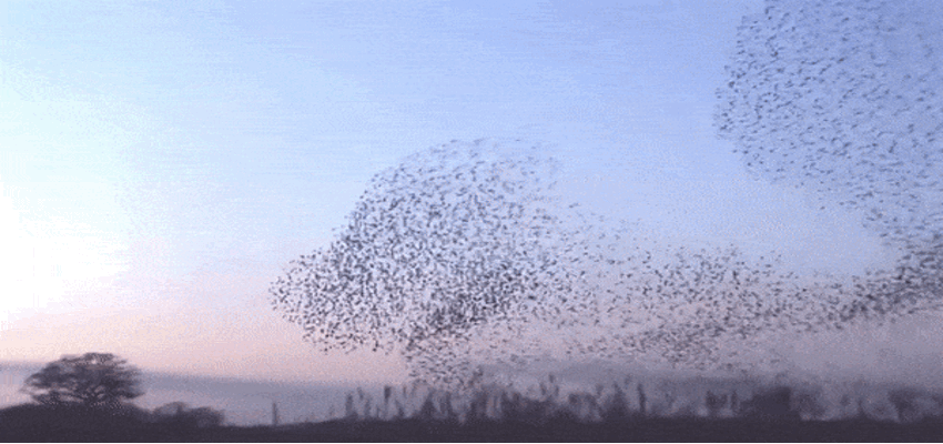 histrorias de usuarios - pájaros